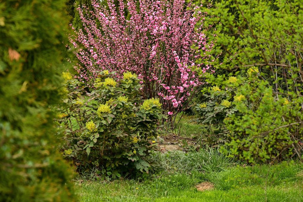 Naturalnie rosnące krzewy z różowymi kwiatami i iglakami w ogrodzie